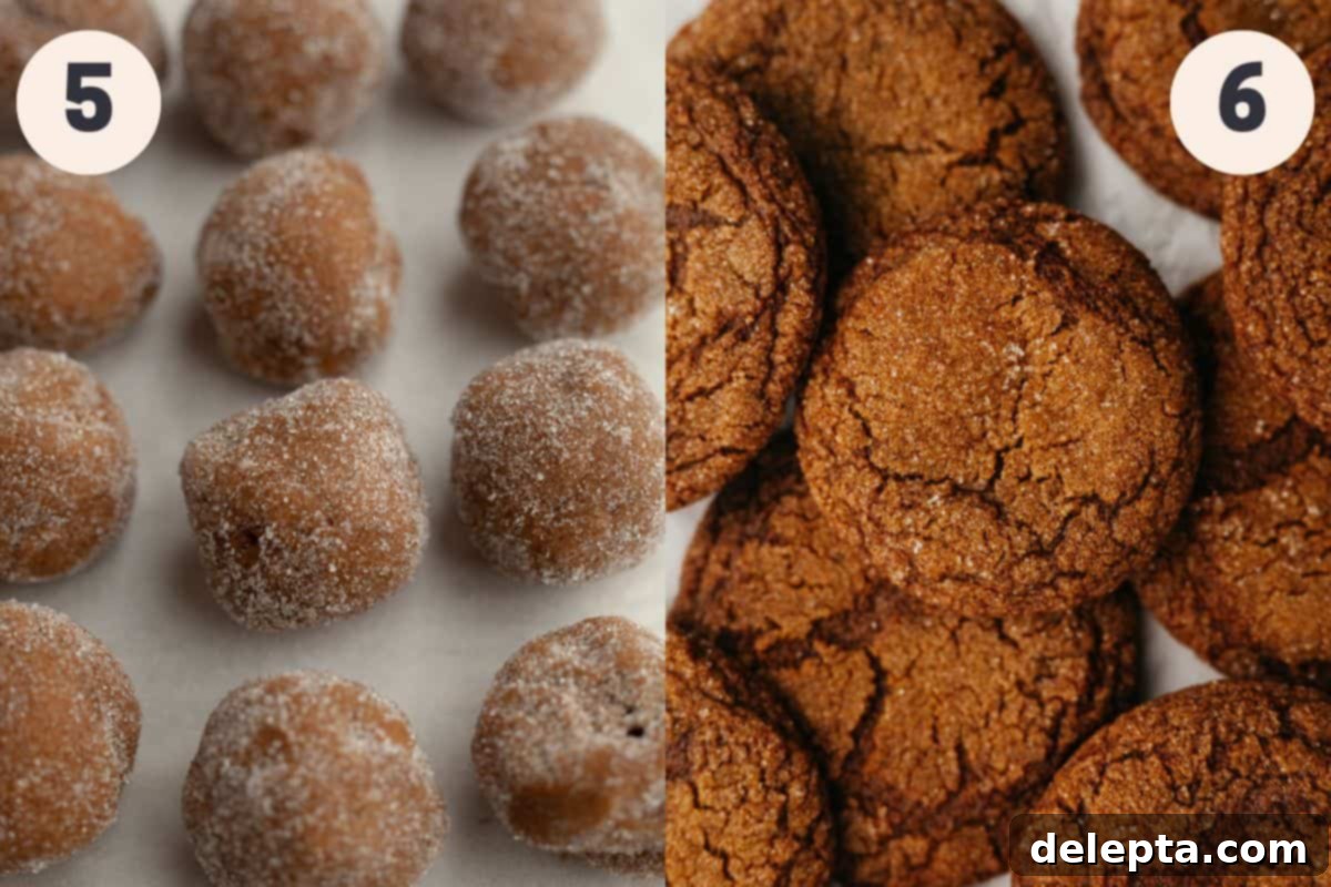Chewy Spiced Molasses Crinkles 6 Two images showing the final preparation and baking steps for molasses crinkle cookies: first, cookie dough balls being rolled in white sugar; second, freshly baked cookies on a baking sheet, displaying their crackled tops.